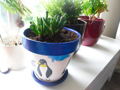 New-Plant-in-penguin-Pot